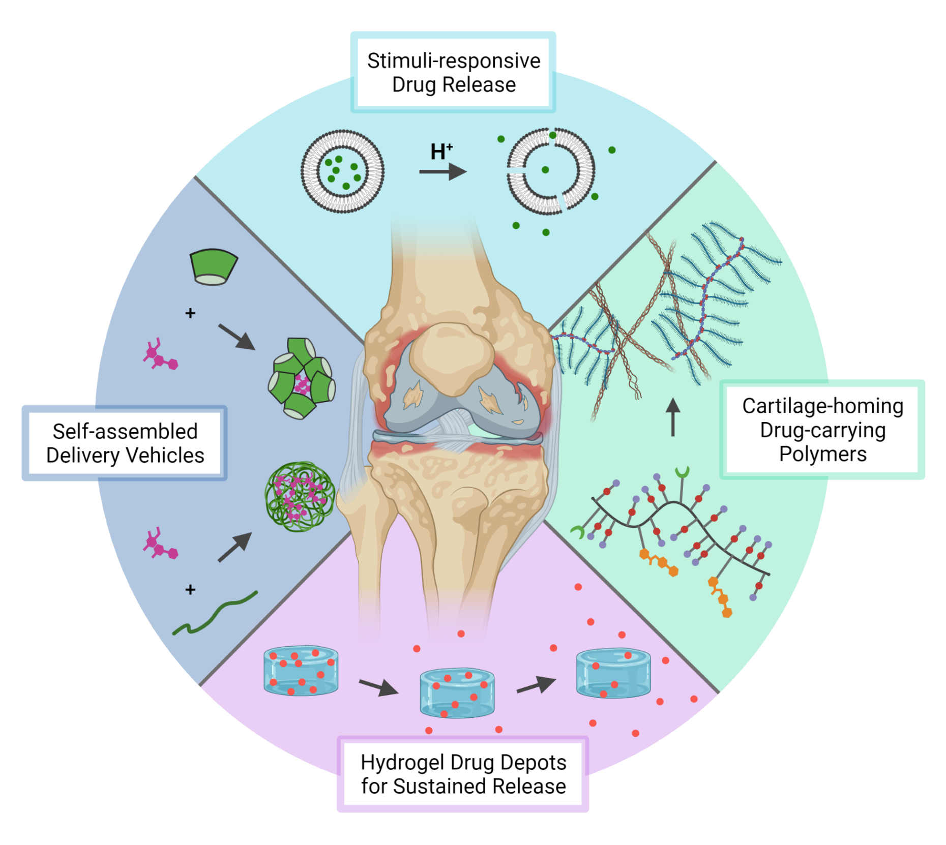 Drug Delivery Tissue Engineering And Biofabrication Eth Zurich